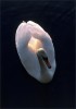 Allan_Wallberg_cygne.jpg
