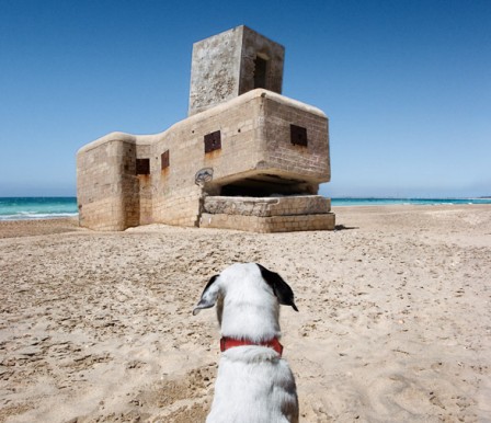 Alvaro_Sanchez-Montanes_chien_blockhaus_mon_dieu_les_hommes_sont_fous.jpg