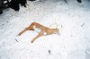 Andrea_Buzzichelli_cerf_neige_drame.jpg