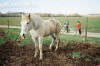 Andrea_Buzzichelli_cheval_enfant.jpg