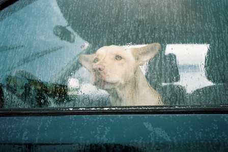 Andrea Buzzichelli chien pluie.jpg
