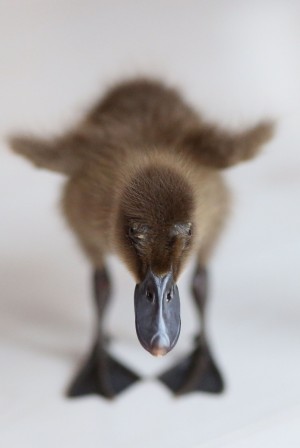 Andreea Grigorescu mon canard.jpg