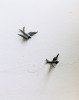 Andres_Gonzalez_oiseau_au_sol.jpg