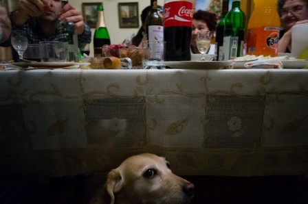 Andrey_Krashenitza_chien_repas.jpg