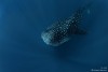 Andrey_Narchuk_baleine.jpg