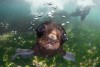 Sea Baby