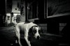 Anil_Aydin_chien_coupable.jpg