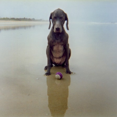 Anji_Tillemans_chien_balle.jpg