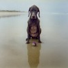Anji_Tillemans_chien_balle.jpg
