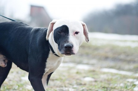 Anna_Bodnar_chien_noir_et_blanc.jpg