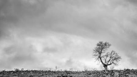 Antonis_Daskalakis_arbre.jpg