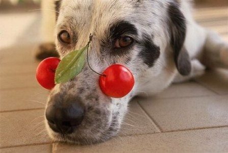 Anzenberger_Toni_chien_bon_appetit.jpg