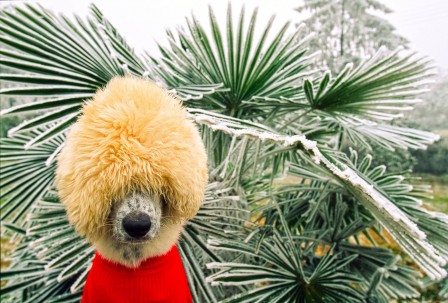Anzenberger Toni chien bonnet froid.jpg