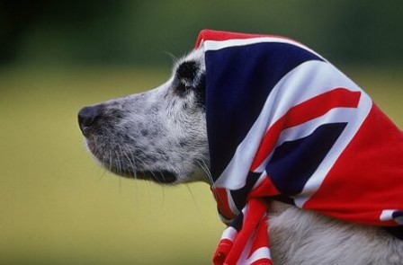 Anzenberger_Toni_chien_foulard_angleterre.jpg