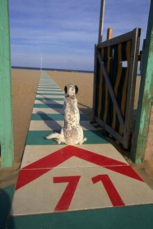 Anzenberger_Toni_chien_plage_contemplation.jpg