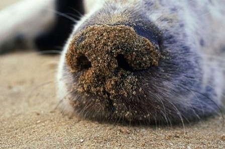 Anzenberger_Toni_chien_truffe_sable_bonjour.jpg