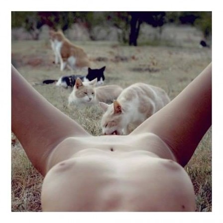 Arash_RADPOUR_chat_sexe.jpg