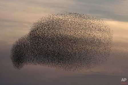 Ariel_Schalit_nuage_ami_oiseau_bienvenue.jpg