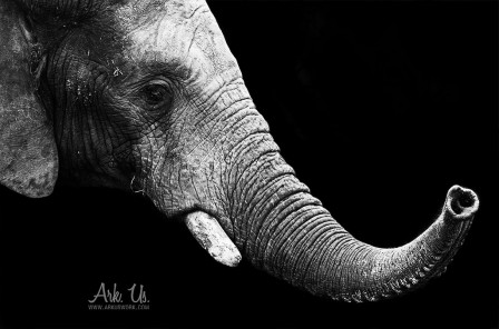 Ark Us éléphant faire un coeur avec sa trompe.jpg