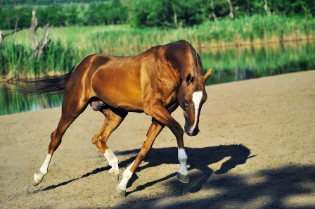 Artur_Baboev_cheval_danse.jpg