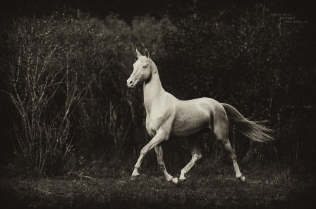 Artur Baboev la nuit tous les chevaux sont gris.jpg