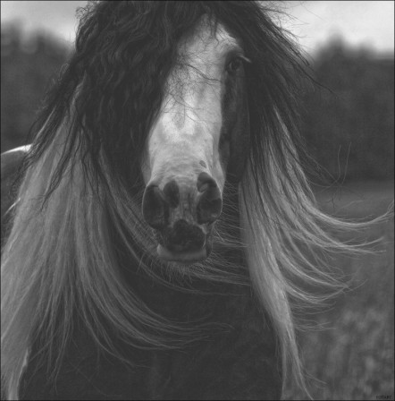 Artur_Baboev_photo_de_jeunesse_cheval.jpg