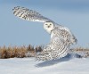 Barbara_Fleming_moonwalk_moonfly.jpg