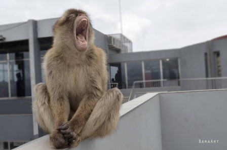 Barbara Medvegy le cri du singe.jpg