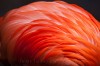 Beate_Dalbec_flamand_rose_2.jpg