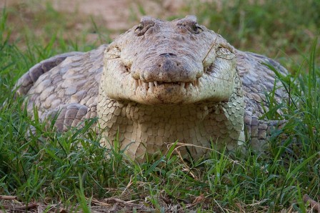 Beate_Dalbec_le_sourire_du_crocodile.jpg