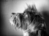 Benedetta_Polignone_regard_de_chien.jpg