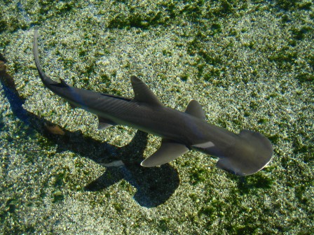 Benjamin Nocke requin si j'étais un marteau.jpg