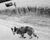 Beth_Maier_chien_clin_d_oeil.jpg
