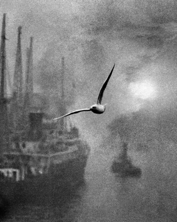 Bill_Brandt_bonjour_vol_oiseau.jpg