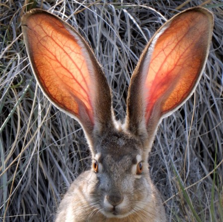 Black-tailed_Jackrabbit_lapin_pardon.jpg