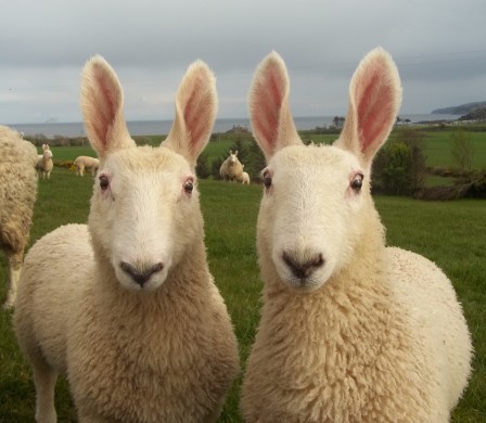 Border Leicester sheep le mouton lapin.jpg