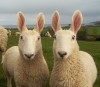 Border Leicester sheep le mouton lapin.jpg