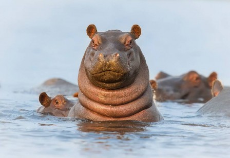 Brendon_Cremer_hippopotame_plis_cou_bonjour.jpg