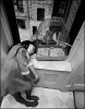 Bruce_Davidson_la_fille_et_l_oiseau_harlem_1966.jpg