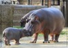 CA_Rahul_Thakkar_hippopotame.jpg