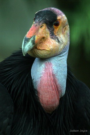 California_Condor_by_Judson_Joyce.jpg