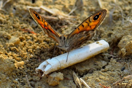 Can Gencal papillon fumeur.jpg