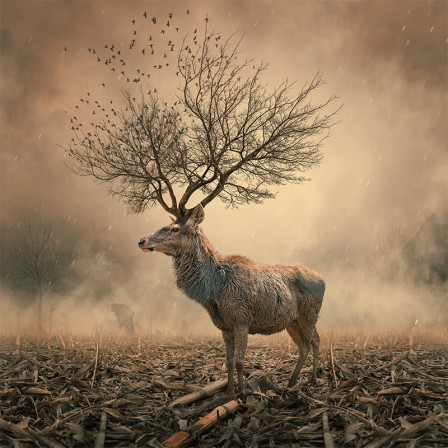 Caras_Ionut_le_cerf_dans_les_bois.jpg