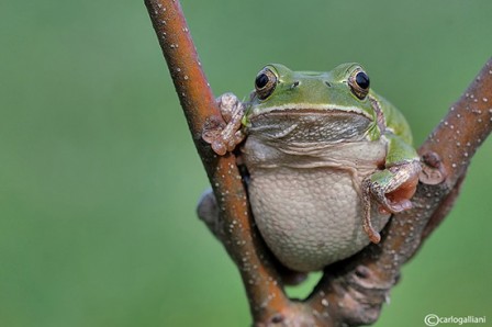 Carlo_Galliani_grenouille.jpg