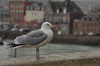 Chris_Azasoixantequatre_oiseau.jpg