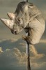 Chris_Bennett_rhinoceros_peur.jpg