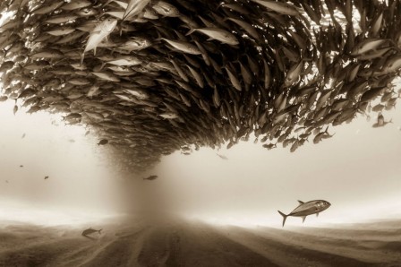 Christian_Vizl_le_poisson_et_le_ban.jpg