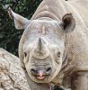 Chuck_Kuhn_bouche_rhinoceros_bisou.jpg