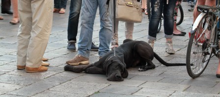 Cinzia_Anna_Rizzo_chien_fatigue_ennui.jpg