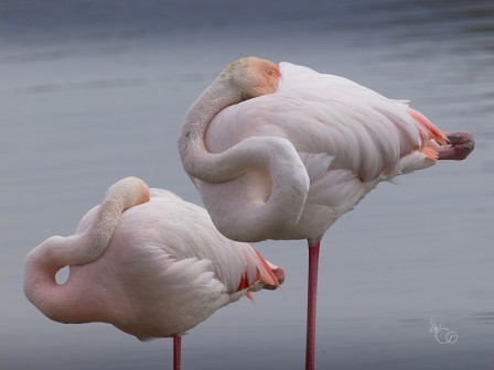 Cinzia_Garbini_flamand_rose.jpg